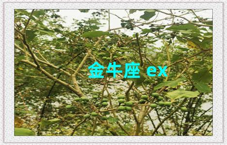 金牛座 ex